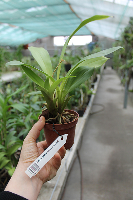 Cochleanthes (amazonica x lobata).jpg