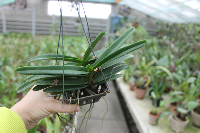 Ascocentrum miniatum.jpg