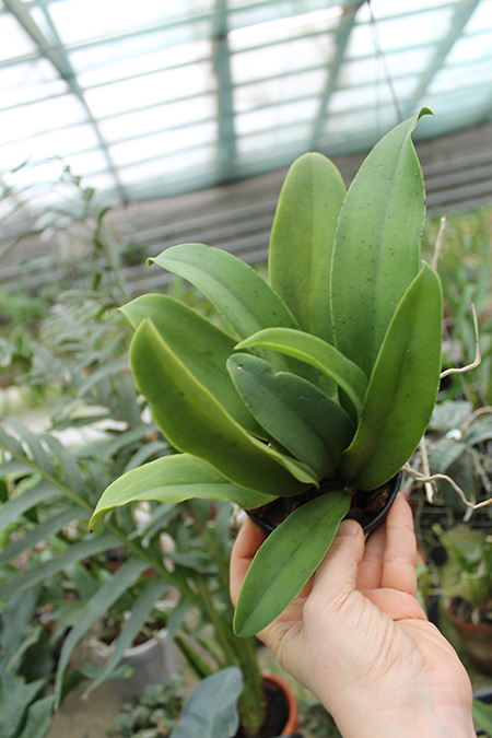 Oncidium Josephine x lanceanum.jpg