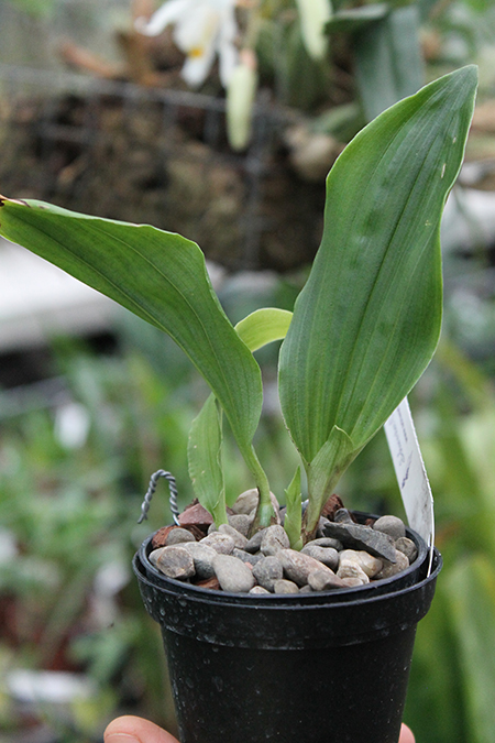 Schlimmia condorana.jpg