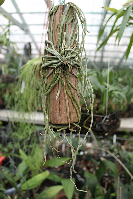 Chiloschista parishii.jpg