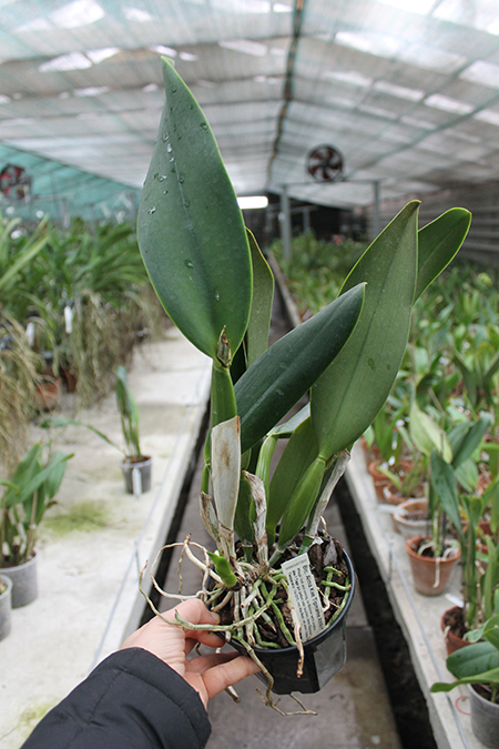 Brassolaeliocattleya Alma Kee 'Tipmalee'.jpg