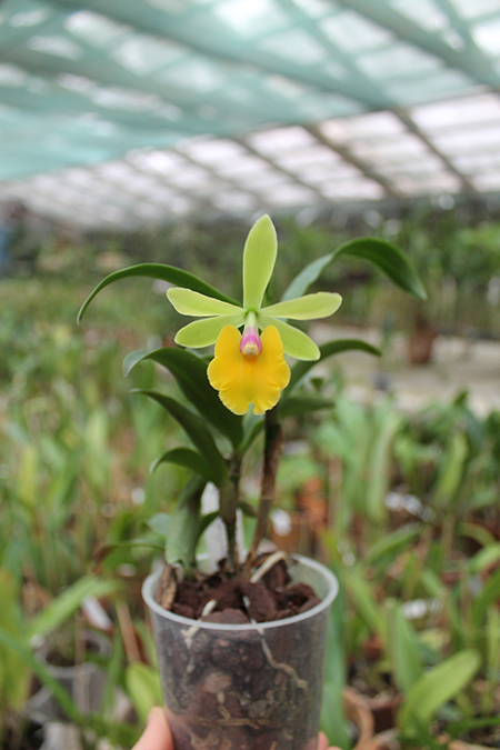 Epicattleya Rene Marques x Potinara Free Spirit.jpg