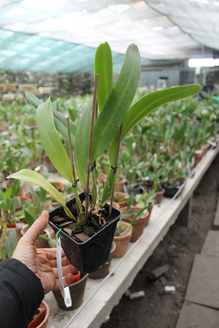 Laeliocattleya Bella var rubra.jpg