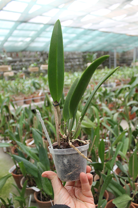 Rhynchobrassoleya Chief Cindy 'Perfume'.jpg