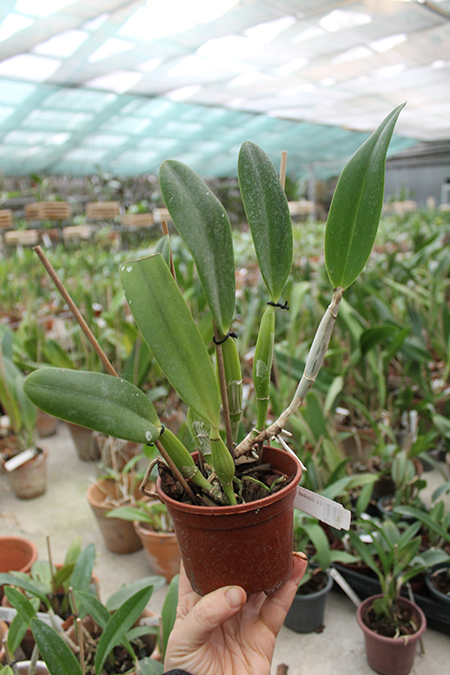 Laeliocattleya Gaskell - Pumila 'Azure Star'.jpg