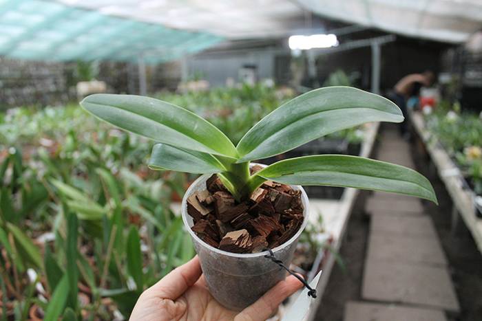 Paphiopedilum kolopakingii var topperi.jpg