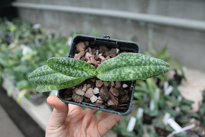 Paphiopedilum delenatii alba.jpg