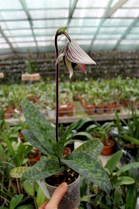 Paphiopedilum Maudiae vinicolor.jpg