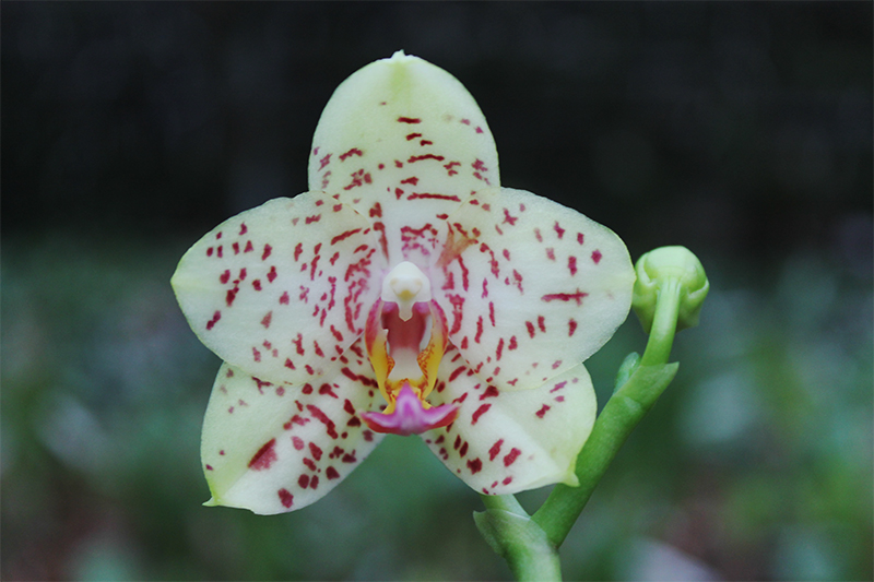 Phalaenopsis Rough Delight 'Peter' x Mituo Sun.jpg