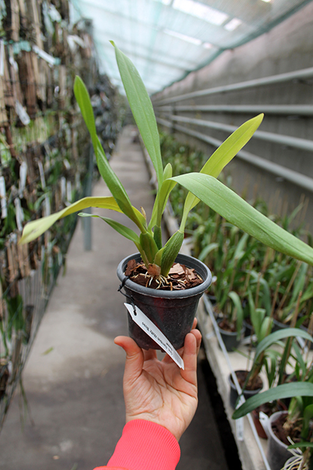 Oncidium Namboh Waltz 'Boso Sweet'.jpg