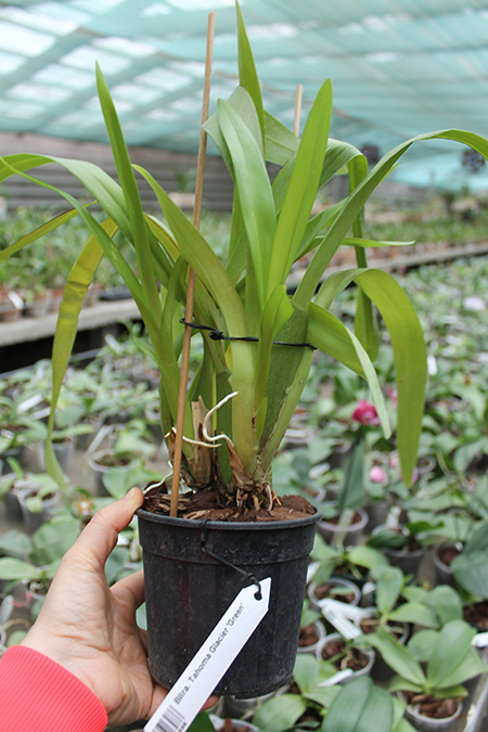Beallara Tahoma Glacier 'Green'.jpg