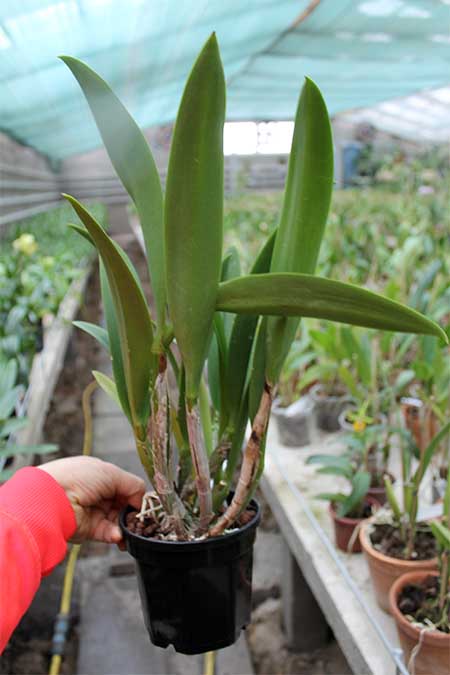 Recchara Frances Fox.jpg