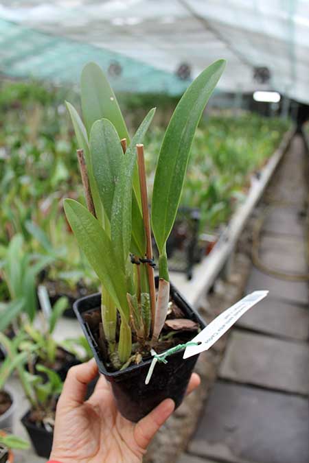 Cattleya mendelii semi-alba 'Carlos Arango' x self.jpg
