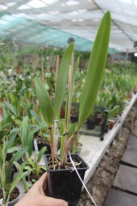 Cattleya mendelli concolor 'Bucaramanga' x SELF.jpg
