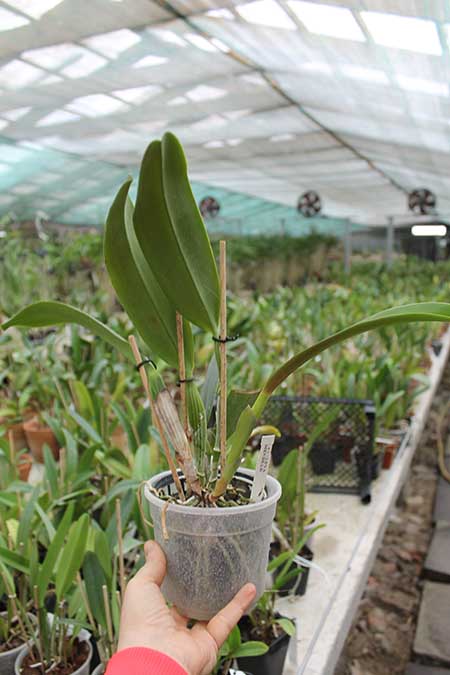 Cattleya mendelii.jpg