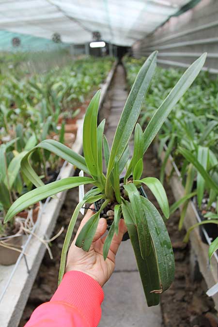 Phragmipedium Inca Fire (Andean Fire x besseae).jpg