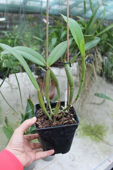 Cattleya lueddemanniana alba 'OMG' x Cattleya lueddemanniana coerulea 'Siquesique'.jpg