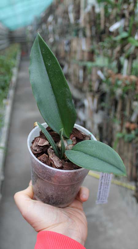 Psychopsis Mariposa Three Lip.jpg