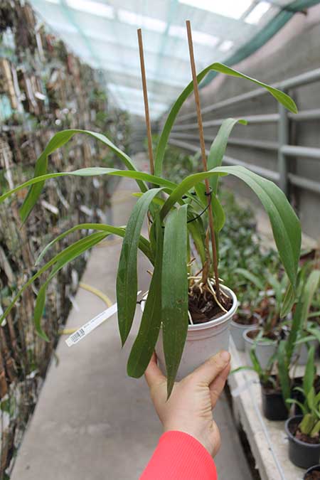 Brassia verrucosa.jpg