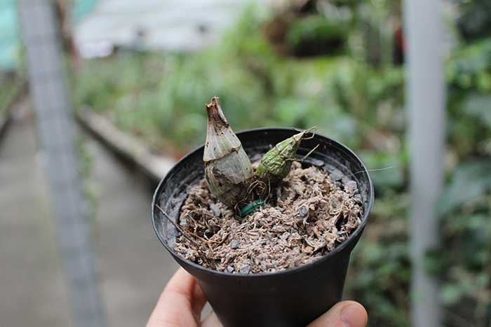 Clowesia Grace Dunn 'Chadds Ford'.jpg