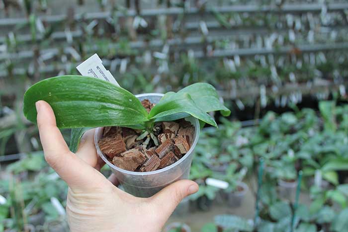 Phalaenopsis tetraspis 'C#1'.jpg