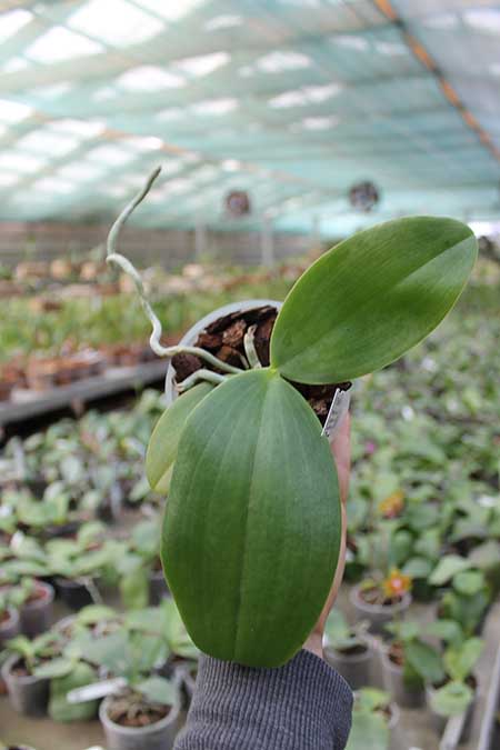 Phalaenopsis David Lim.jpg