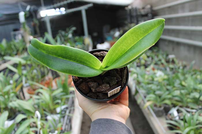 Paphiopedilum emersonii.jpg