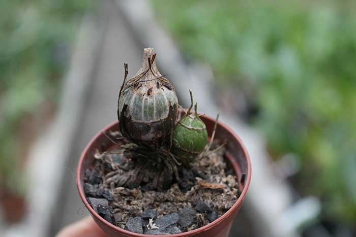 Clowesia Jumbo Grace 'Jumbo Orchids'.jpg