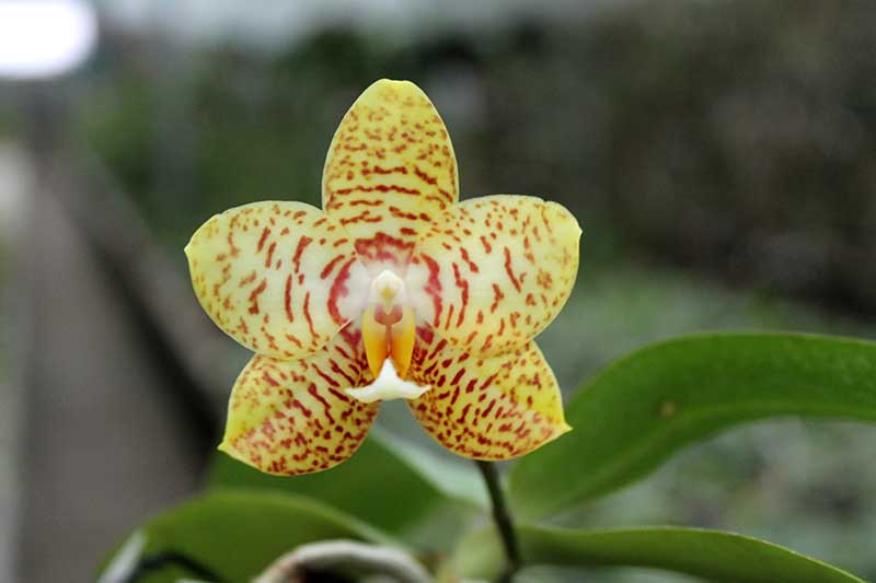 Phalaenopsis Yaphon Image x Jennifer Palermo.jpg