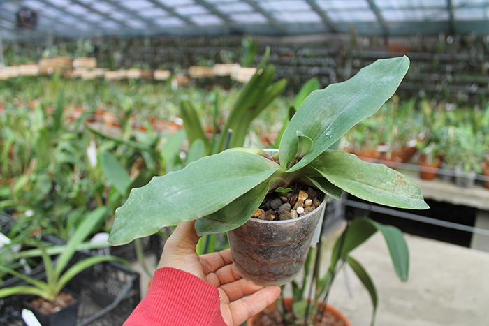 Paphiopedilum moquetteanum.jpg