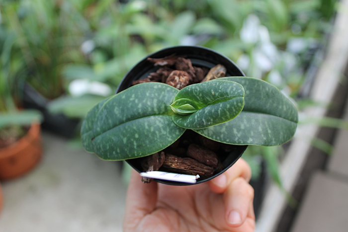 Paphiopedilum wellesleyanum album x Iratsume album.jpg