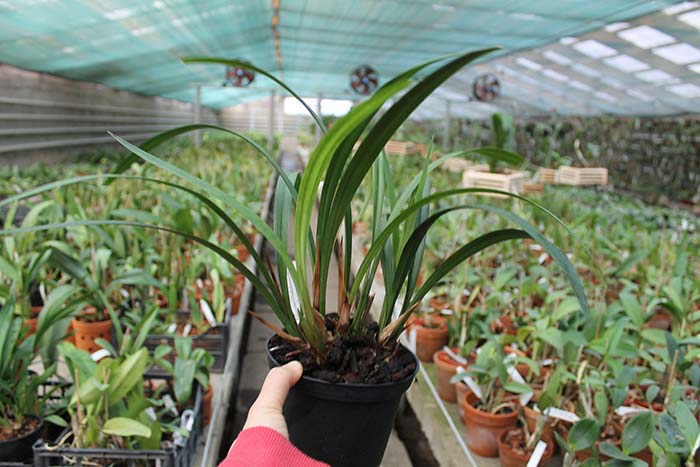 Cymbidium dayanum.jpg