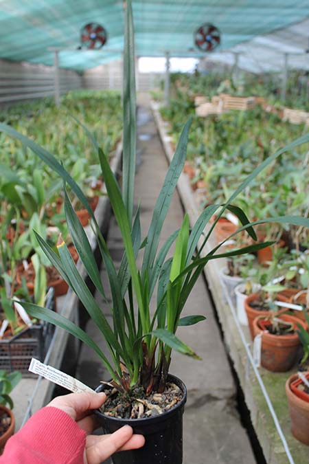 Cymbidium floribundum.jpg