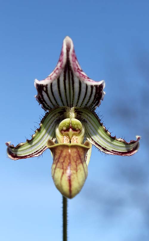 Paphiopedilum fairrieanum.jpg