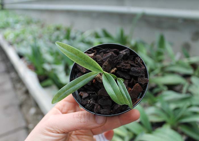 Paphiopedilum hangianum.jpg