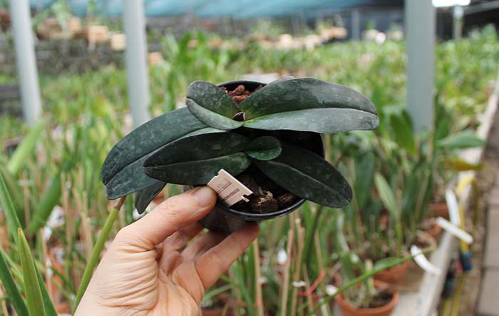 Paphiopedilum godefroyae.jpg