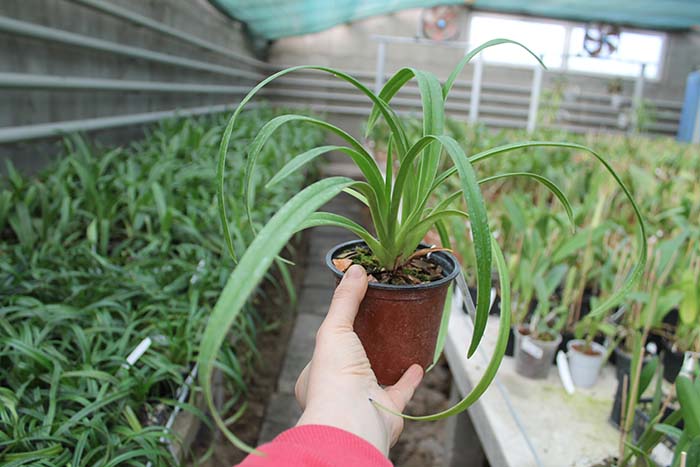 Phragmipedium Petit Anquette (pearcei x dalessandroi).jpg