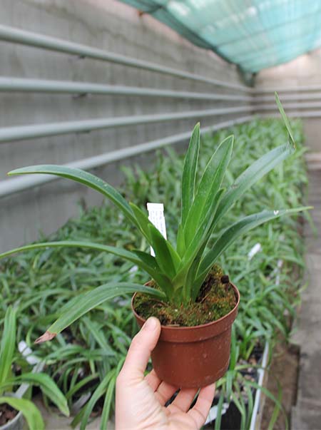 Phragmipedium caudatum.jpg