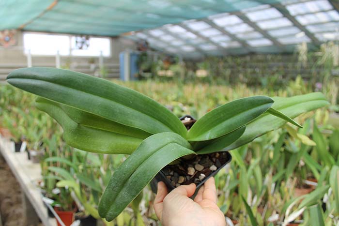 Paphiopedilum In-Charm Lady.jpg
