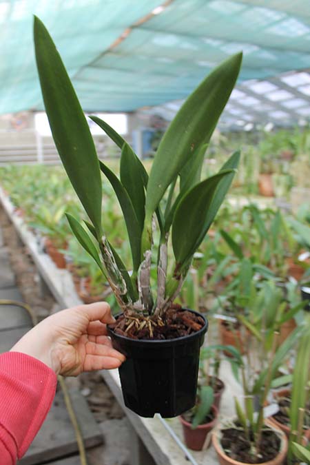 Recchara Frances Fox.jpg