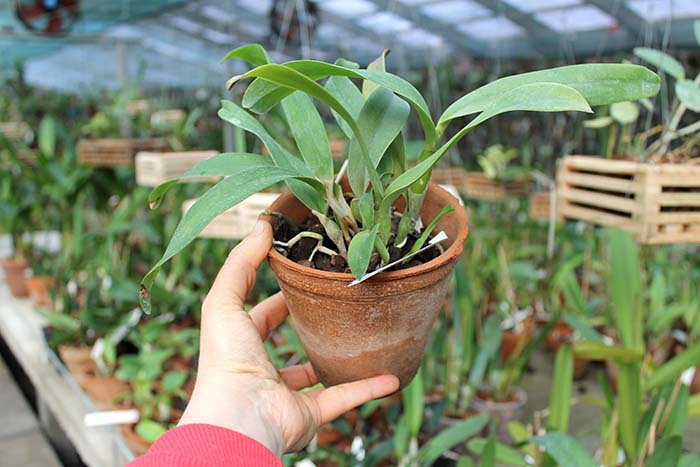 Cattleya bowringiana semi alba suave 'Tower Grove' x Cattleya labiata alba 'Nuvem Branca'.jpg