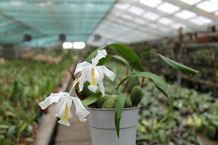 Coelogyne cristata.jpg