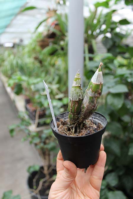 Catasetum Penang Jumbo Sweet Heart.jpg