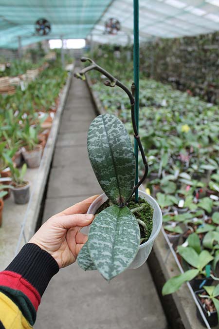 Phalaenopsis schilleriana.jpg