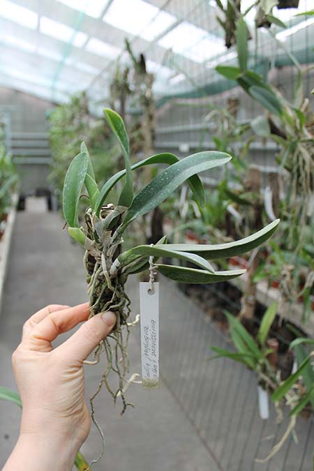 Laelia jongheana alba (Z-88) x Laelia jongheana suavissima.jpg