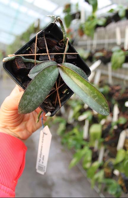 Phalaenopsis philippinensis x stuartiana var yellow.jpg