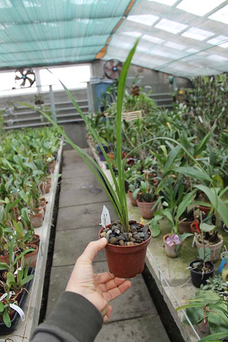 Cymbidium Isle 'Flamingo Three Lips'.jpg