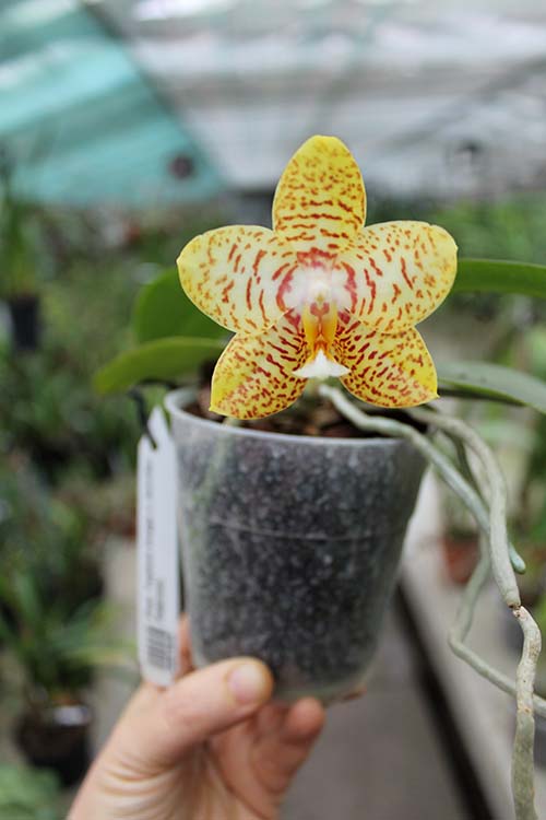 Phalaenopsis Yaphon Image x Jennifer Palermo.jpg