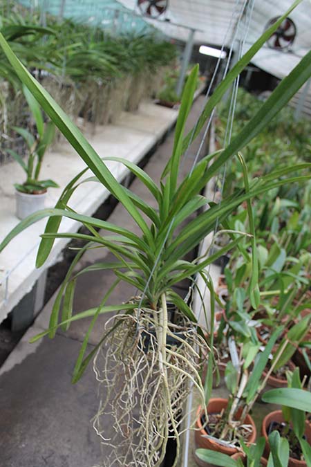 Rhynchorides Memoria Suranaree.jpg